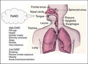FeNO levels in relation to factors affecting FeNO in healthy and asthmatic subjects.