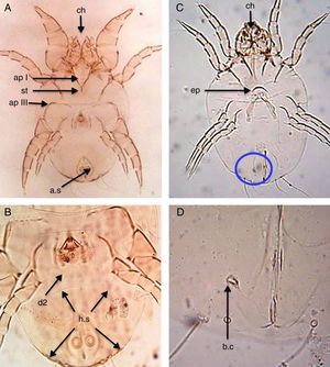 D. farinae. (A) Ventral view of male. (B) Dorsal view of male. (C) Ventral view of female. (D) Flask-shape bursa copulatrix (b.c). Chelate chelicera (ch), apodem I (apI), apodem III (apIII), anal suckers (a.s), hysterosomal shield (h.s, arrows), dorsal seta (d2), crescentic epigynium (ep), sternum (st).