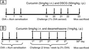 Protocol for inducing experimental acute and chronic airway inflammation models. (A) In the acute model, mice were sensitised by three intraperitoneal injections of OVA on days 0, 7 and 14, and then received aerosolised OVA challenge on day 19–22 using a nebuliser. Mice were sacrificed on the 23rd day after 24h of last OVA challenge. (B) In the chronic model sensitisation was carried out in the same manner and mice were challenged by 2% OVA for the period of 5 weeks, twice in a week. Mice were sacrificed on the 56th day after 24h of last OVA challenge.