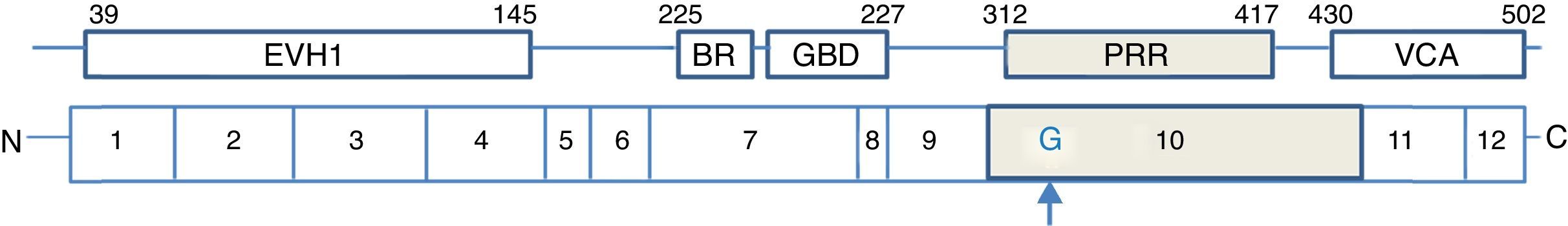 Novel WASP mutation in a patient with Wiskott–Aldrich syndrome: Case ...