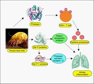 Mechanism of dust mite allergen-induced inflammation.