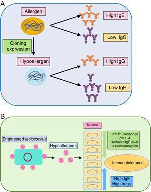 Immune modulation of recombinant allergens and their delivery via probiotics has been illustrated.