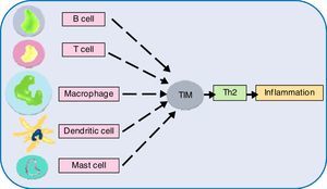 TIMs promoting Th2 cytokines and resultant inflammation.