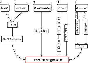 Bacterial species involved in eczema progression. a: E. coli may mediate a Th1/Th2 response by affecting T cells; b: C. difficile may mediate a Th1/Th2 response by affecting T cells; c: B. catenulatum may induce IL-4 and IFN-γ production; d: B. breve may suppress the production of Th2 cytokine (IL-4) and IgE by inducing the secretion of regulatory (IL-10) and Th1 (IFN-γ) cytokines, and reduce allergen-induced Th2 (IL-5and IL-13) responses; e: S. aureus may elicit a Th17 response. Abbreviations: Th1: T helper 1; Th2: T helper 1; IL: Interleukin; IFN-γ: Interferon-γ; IgE: immunoglobulin E; Th17: T helper 17.