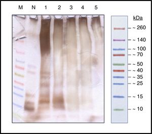 SDS-PAGE silver staining (running buffer tricine 100mM). Spectra™ Multicolor Broad Range Protein Ladder (M); Protein solution with the native cat dander extract (N); Polymerized protein solution of cat dander: T-0h, lane 1; T-1h, lane 2; T-2h, lane 3; T-3h, lane 4 and T-4h, lane 5.