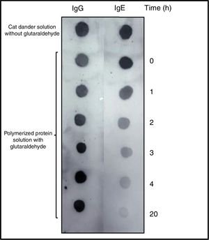 DOT-BLOT with samples of the protein solution at different times of the polymerization process on nitrocellulose membrane performed with a pool of sera from patients sensitized to Felis domesticus (p56) as primary antibody. As secondary antibody Left: anti-Human IgG. Right: anti-Human IgE.