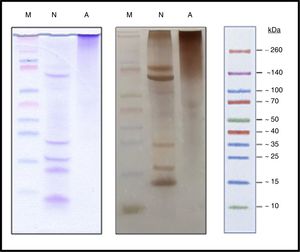 SDS-PAGE (Running buffer tricine 100mM): Spectra™ Multicolor Broad Range Protein Ladder (M), Native cat dander extract (N), Allergoid cat dander extract (A). 50μg extract/lane. Left: coomassie blue staining (0.1%). Right: silver staining.