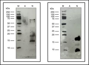 Immunoblotting assays. Precision Plus Protein™ Western C™ (M), Native cat dander extract (N), Allergoid cat dander extract (A). 50μg extract/lane. Left: pool of sera from patients sensitized to Felis domesticus (p56) as a primary antibody. Right: monoclonal antibody α- Fel d 1 6F9 as a primary antibody.