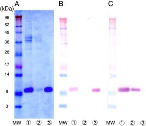 Purification of nPru p 7 by using the anti-Pru p 7 monoclonal antibody column. Peach crude extract was applied to the anti-Pru p 7 column. The flow through and the eluate fractions were examined on SDS-PAGE under reducing conditions. (A) Stained with Coomassie Brilliant Blue, (B) Western analysis by using anti-Pru p 7 monoclonal antibody, (C) Western analysis by using anti-Pru p 3 monoclonal antibody. Lane  apply (peach crude extract), Lane  antibody column flow through, Lane  antibody column eluate. MW indicates molecular weight marker (in kilodaltons).
