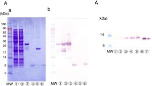 Expression of rPru p 7 by E. Coli and P. pastoris. (A) Detection of erPru p 7 expressed in E. coli. (a) SDS-PAGE under reducing conditions stained with Coomassie Brilliant Blue. (b) Western analysis by using anti-Pru p 7 monoclonal antibody.  before induction of expression,  after induction of expression,  glutathione beads before cleavage,  eluate after cleavage,  beads after cleavage,  nPru p 7. (B) Detection of prPru p 7 secreted in the medium of P. pastoris on western analysis by using anti-Pru p 7 monoclonal antibody.  culture supernatant after 24h,  after 48h,  after 72h,  after 96h,  after 120h,  nPru p 7 100ng,  nPru p 7 50ng. MW indicates molecular weight marker (in kilodaltons).