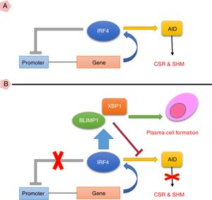 (A) IRF4 can bind to its promoter and regulate its expression level via a negative feedback manner. In the early steps of final differentiation of activated B cells, expression of IRF4 is adjusted at an intermediate level which lead to run the expression of AID and to promote CSR and SHM in B cells. (B) At the end steps of final differentiation toward plasma cells, IRF4 expression level elevates and induces expression of BLIMP1 and XBP1. This in turn, inhibits AID expression and promotes plasma cell formation. A probable impairment in IRF4 function might be reciprocated by corruption of the negative feedback and increase of its expression. However, this might not be sufficient for plasma cell formation. AID: activation induced deaminase; CSR: class switch recombination; SHM: somatic hypermutation.