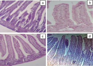 Light microscopy (Gx10) showing intestinal villi stained with hematoxylin-eosin. Jejunal tissues were obtained from negative control (CL) (a), positive control (BLG) (b) and taurine administrated at 3mmol/kg (Tau-g) (c), 100mg/kg (Tau-ip) (d).