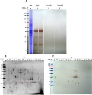 (A) SDS-PAGE and immunoreactivity of Ailanthus altissima pollen (AAP) extract. a, Coomassie Brilliant Blue stained SDS-PAGE of the PBS extract of AAP. b–d, SDS-PAGE immunoblots of AAP extract. b, probed with the pooled sera from AAP-immunized mice. C, without serum (control 1). d, probed with the pooled sera from sham-immunized mice (control 2). (B and C) Two-DE and IgE immunoblot of A. altissima pollen (AAP) extract. B, Coomassie-stained 2-DE gels separation of AAP extract. C, two-DE IgE immunoblot of AAP extract probed with the pooled sera from AAP-immunized mice. M, molecular weight marker (Fermentas, St. Leon-Rot, Germany).