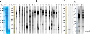 SDS-PAGE and immunoblotting of A. retroflexus pollen extract with patients’ sera. (A) Coomassie Brilliant Blue-stained SDS-PAGE of A. retroflexus crude extract and purified recombinant Ama r 3 on 15% gel. (B) Lanes 1–17 demonstrate IgE-immunoblotting of crude extract with allergic patients’ sera. (C) IgE-immunoblotting of recombinant Ama r 3. In lanes 1–6, rAma r 3 was probed with individual allergic patients’ sera; lane C, negative control. MW stands to molecular weight marker (Sinnagen, Iran) and lane C refers to probing with pooled sera with negative controls. (D) Western blot inhibition assay of A. retroflexus. Lane 1: probing of A. retroflexus crude extract strip with patients’ pooled sera; Lane 2: Probing of A. retroflexus crude extract strip with crude extract-pre-absorbed sera. Approximately 35μg of A. retroflexus crude extract was added to 100μl of the patients’ pooled sera and incubated on a shaker for 2h and used for blotting; Lane 3: Probing of A. retroflexus crude extract strip with recombinant Ama r 3-pre-absorbed sera. Approximately 10μg of purified rAma r 3 was added to 100μl of the patients’ pooled sera and incubated 2h on a shaker and used for blotting. MW: molecular weight marker (Sinnagen, Iran).