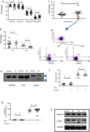 Phenotypic and functional analysis of PBMCs in patients with defects associated predominantly antibody deficiencies. 2a. Shows T cell subpopulation in controls and patients with humoral deficiency. 2b. Shows NK/NKT subpopulation in controls and patients with humoral deficiency. 2c. Shows B cell subpopulation in controls and patients with humoral deficiency. Square orange and 2d. the graphic represents a patient with B cell deficiency. 2e. Shows RT-PCR of BTK and BLNK in control and patient with B cell deficiency. 2f. Represents proliferation assays measured by ki67 expression in T lymphocytes, before and after stimulation (PHA 20μg/ml). 2g. Represents superoxide production in PMNs, before and after stimulation (PMA 100ng/ml). 2h. Shows RT-PCR of BAFF-R and APRIL in control and CVI patients.