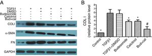 Effect of budesonide and calcitriol on the expression of airway remodeling-related proteins in human bronchial fibroblasts (HBFs). (A) The total protein was extracted from HBFs for Western blot analysis. (B) COL I protein expression in HBFs was determined by Western blot analysis, with GAPDH as an internal reference. The results are expressed as mean±SD. N=3 in each group (*P<0.05 vs. TGFβ1-stimulated group, #P<0.05 vs. calcitriol treatment group).