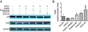 Effect of budesonide and calcitriol on the expression of glucocorticoid receptor (GR) and vitamin D receptor (VDR) in human bronchial fibroblasts (HBFs). (A) The total protein was extracted from HBFs for Western blot analysis. (B) VDR protein expression in HBFs was determined by Western blot analysis, with GAPDH as an internal reference. The results are expressed as mean±SD. N=3 in each group (*P<0.05 vs. TGFβ1-stimulated group, #P<0.05 vs. calcitriol treatment group).