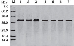 SDS-PAGE analysis of effect of acid on recombinant Cra g 1. Lane M, molecular mass marker (kDa)；Lane 1, purified Cra g 1; Lanes 2–4, Cra g 1 was treated by acid for 1h at pH 5.0, 3.5 and 2.0, respectively; Lanes 5–7, Cra g 1 was treated by acid for 3h at pH 5.0, 3.5 and 2.0, respectively.