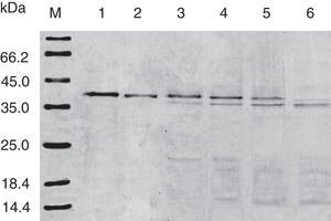 SDS-PAGE analysis of effect of SGF digestion on acid-treated Cra g 1. Lane M, molecular mass marker (kDa)；Lane 1, no pepsin control; Lane 2–6, acid-treated Cra g 1 was digested by SGF for 0, 5, 15, 30 and 60min, respectively.