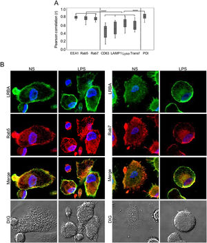 Colocalization of LRBA with vesicular markers in mononuclear phagocytes (MP). MP from healthy donors were obtained. LRBA and the different vesicular markers were intracellularly stained on cover glasses and colocalization was visualized by confocal microscopy and analyzed using the Pearson correlation. (A) Colocalization analysis from LRBA among the different markers in LPS-stimulated cells. A representative example of the colocalization from LRBA (green) with either Rab5 or Rab 7 (red) in MP w/o LPS is also shown. Magnification: 63×. Lyso: Lysotracker, Transf: Transferrin NS: Unstimulated cells, LPS: Lypopolissacharide. Results are representative from four experiments with MP obtained from different healthy controls (n=4). *p-value <0.05. Magnification: 63×.