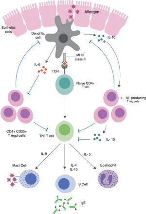 Treg-mediated regulation and suppression of food allergy. Defects in epithelial barrier can allow antigens to enter the lamina propria and trigger T cell activation. Induced allergen-specific Tregs skew the immune responses to a Th2-like phenotype and the production of pro-inflammatory cytokines via dendritic cell pathways.