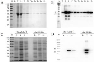 Identification of rGal d 6-Bio, Bio-rGal d 6, and rGal d 6. SDS-PAGE for rGal d 6 (A) and immunoblotting analysis for rGal d 6 (B). SDS-PAGE for Bio-rGal d 6 and rGal d 6-Bio (C). The immunoblotting analysis for Bio-rGal d 6 and rGal d 6-Bio. Lane M: molecular weight marker (D).