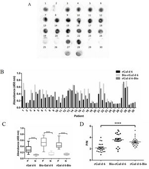 IgE reactivity of human sera against rGal d 6, Bio-rGal d 6, and rGal d 6-Bio. (A) IgE reactivity to nGal d 6 in patients sensitized to hen's egg white was assessed via the dot blot assay. (B) A comparison of the reactivity of rGal d 6, Bio-rGal d 6, and rGal d 6-Bio with 30 serum samples via AC-ELISA. (C) P/N indicates the positive to negative ratios. (D) Comparison of the median integrated density values in the three biotinylated proteins. Box plots show the median integrated density values and the 5th and 75th interquartile ranges. Vertical bars indicate the 5–95% range. P: patient sera; N: non-sensitive individuals.