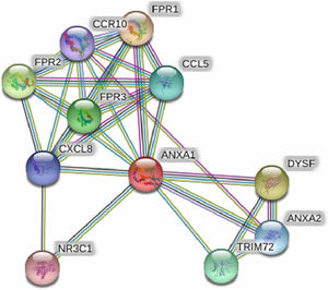 Human Annexin A1 interactions network with other genes that play a significant role in bronchial asthma obtained from String server. At least 10 genes have been indicated to correlate with Annexin A1 gene and play a significant role in bronchial asthma. These genes included: FPR1; fMet-Leu-Phe receptor, FPR2; N-formyl peptide receptor 2, FPR3; N-formyl peptide receptor 3, DYSF; Dysferlin, TRIM72; Tripartite motif-containing protein 72; CCL5; C-C motif chemokine 5, ANXA2; Annexin A2, CXCL8; Interleukin-8; CCR10; C–C chemokine receptor type 10, NR3C1; Glucocorticoid receptor an Isoform Alpha-D3.