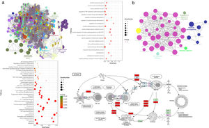 Gene functional enrichment analysis of the targets. (a) Gene Ontology enrichment analysis. In Gene Ontology enrichment network, each node represents a biological process term, with different colors assigned to different clusters. The top 20 significant terms of biological processes were also presented as a bubble diagram. (b) Target-related KEGG pathway analysis. KEGG pathway network and the enriched pathways bubble diagram of the targets were presented; these targets were enriched in the asthma pathway, and the genes with red color in the asthma pathway represent CAD related targets. The figure of the asthma pathway was downloaded from the KEGG database (https://www.genome.jp/kegg/).