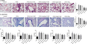 Effect of CAD on OVA-induced asthmatic mice. (a) Effect of CAD on airway inflammation of asthma mice (HE staining, ×400); (b) effect of CAD on mucus hypersecretion of asthma mice (AB-PAS staining, ×400); (c) effect of CAD on TNF-α, IL4, IL5, IL10, and IL13 levels in mice BALF. The data presented are the means±SD, *P<0.05 or **P<0.01 vs. the OVA group. BALF: bronchoalveolar lavage fluid.