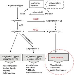 Renin-angiotensin system abbreviated.