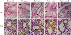 Histopathology of lung sections in animal models of allergic asthma. Tissues were stained with Hematoxylin & Eosin, and peribronchial inflammation, goblet cell hyperplasia (within the airway epithelium) and mucus hyper-secretion were also assessed. PAS staining was used to assess mucus production and Goblet cells. Mucus secretion and peribronchial inflammation have been indicated with black and red arrows, respectively.