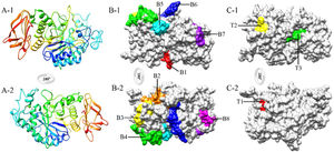 3D structure and epitopes of Tyr p 4 protein. (A-1 and A-2) 3D structure of Tyr p 4 protein. (B-1 and B-2) B-cell epitopes on the 3D structure of Tyr p 4 protein. (C-1 and C-2) T-cell epitopes on the predicted 3D structure of Tyr p 4 protein.