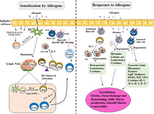 Mechanisms involved in allergic reactions. Sensitization to a specific antigen is a prerequisite for the onset of allergic diseases. Differentiation and expansion to Th2 cell subtypes lead to the production of inflammatory cytokines (IL-4, IL-5, and IL-13). They drive immunoglobulin E (IgE) class-switch in B cells and the recruitment and activation of pro-inflammatory cells in mucosal target organs. Allergic reactions are triggered when allergens cross-link preformed IgE bound to the high-affinity receptor FcεRI on Mast cells and Basophil cells. In the early phase of allergic reactions they alert the local immune cells and induce inflammatory reactions by secreting chemical mediators, leukotrienes, and cytokines. Mast cell and Basophil cell degranulation followed by a more constant inflammation, recognized as the late-phase response. This late response includes the employment of other effector cells, particularly Th2 lymphocytes, eosinophils, and basophils, which contribute significantly to the immunopathology of an allergic response. These activations contribute to the development of the inflammation and the symptoms of allergic disease. TLR: Toll-like Receptor; TNF-α: Tumor Necrosis Factor A; IFN-γ: Interferon γ; TGF-β: Transforming Growth Factor B; IL-10: Interleukin 10; IL-3: Interleukin 3; IL-4: Interleukin 4; IL-5: Interleukin 5; IL-13: Interleukin 13; IL-23: Interleukin 23; IL-25: Interleukin 25; Th0: T Cell Naive; Th2: Type 2 Helper T Cell; Th1: Type 1 Helper T Cell; IgE: Immunoglobulin E; DC: Dendritic Cells.
