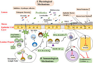 Possible mechanisms whereby probiotics affect allergic diseases. These mechanisms are generally divided into two groups of mechanisms of physiological and immunological mechanisms. SCFAs binding to various GPRs and TLR-2/TLR-4 activate several signaling pathways I. physiological mechanisms include: a) Probiotics create competitive conditions and inhibit bacterial adherence to mucosal layer, b) Enhancement epithelial barrier integrity and improved barrier function, c) Mucus production can also be increased by probiotics that stimulate goblet cells leading to activation of mucin gene expression and therefore altering colonization and persistence condition. II. Immunological mechanisms: a) Probiotics, directly and indirectly, affect the epithelial cells and modulate signaling pathways that lead to a reduced expression of inflammatory cytokines by suppressing NF-kB signaling, b) Primary mode of action of probiotics includes restoration of Th1/Th2 cytokine balance and enhancement of Th2 cytokines (IL-4, IL-5, IL-13), c) Probiotics with their products stimulate dendritic cells might be leading to Treg differentiation induction of CD4+ Foxp3+ Treg cells and production of TGF-β and IL-10, d) Probiotics changes the cytokine profiles through effects on dendritic cells and so increase the production of secretory IgA and IgG4 by B cell and reduction in allergen-specific IgE by B cells. (SCAFs: short chain fatty acids; TLR: Toll-like Receptor; TNF-α: Tumor Necrosis Factor A; IFN-γ: Interferon γ; TGF-β: Transforming Growth Factor B; IL-3: Interleukin 3; IL-4: Interleukin 4; IL-5: Interleukin 5; IL-6. Interleukin 6; IL-10: Interleukin 10; Th0: T Helper Cell Naive; Th2: Type 2 Helper T Cell; Th1: Type 1 Helper T Cell; Treg: Regulatory T Cell; IgE: Immunoglobulin E; DC: Dendritic Cells).
