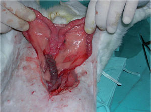 Anatomía del aparato genital interno de la coneja.