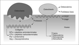La actividad de los osteoclastos y osteoblastos genera una serie de productos (por destrucción de tejido circundante en el caso de osteoclastos y por la actividad celular propia en el caso de los osteoblastos) que son la base de los marcadores bioquímicos que se emplean en la clínica. Los osteoclastos generan proteasas que destruyen colágeno y fruto de ello es la aparición de péptidos aminoterminales (NTx) o carboxiterminales (CTx) del colágeno, así como puentes de unión piridínicos (piridinolina y deoxipiridinolina). La actividad de los osteoblastos se acompaña de marcadores como fosfatasa alcalina y la osteocalcina.