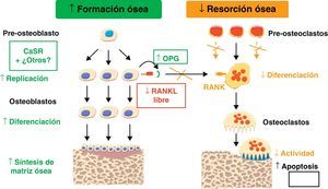 Mecanismo de acción sobre proliferación y resorción ósea.