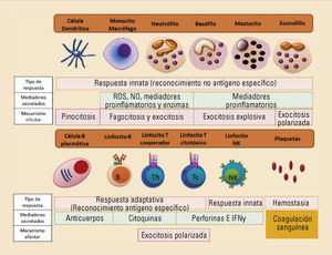 Componentes celulares del sistema inmune innato y adaptativo. Principales características en función del tipo de respuesta realizada, su mecanismo efector y los mediadores secretados. IFN: interferón; NK: natural killer. ; NO: óxido nítrico; ROS: especies reactivas derivadas del oxígeno. Componentes celulares del sistema inmune innato y adaptativo. Principales características en función del tipo de respuesta realizada, su mecanismo efector y los mediadores secretados. IFN: interferón; NK: natural killer. ; NO: óxido nítrico; ROS: especies reactivas derivadas del oxígeno.