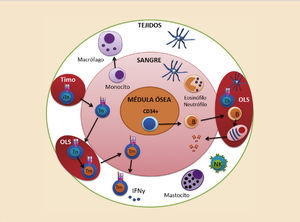 Distribución del sistema inmune en distintos compartimentos del organismo. IFN: interferón; NK: natural killer; Th: linfocito T cooperador; Tm: linfocito T memoria; Tn: linfocito T novato; OLS: órganos linfoides secundarios. Distribución del sistema inmune en distintos compartimentos del organismo. IFN: interferón; NK: natural killer; Th: linfocito T cooperador; Tm: linfocito T memoria; Tn: linfocito T novato; OLS: órganos linfoides secundarios.