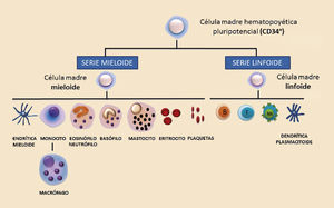 Esquema representativo de las líneas de diferenciación de los distintos componentes celulares del sistema inmune. NK: natural killer. Esquema representativo de las líneas de diferenciación de los distintos componentes celulares del sistema inmune. NK: natural killer.