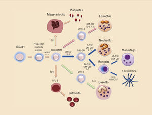Precursores y factores de diferenciación implicados en el desarrollo de las células de sistema inmune innato en la médula ósea. CFU: unidad formadora de colonias; Epo: eritropoyetina; TP: trombopoyetina. Precursores y factores de diferenciación implicados en el desarrollo de las células de sistema inmune innato en la médula ósea. CFU: unidad formadora de colonias; Epo: eritropoyetina; TP: trombopoyetina.