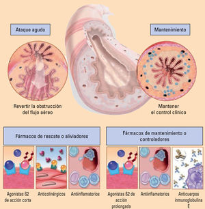 Principios de la farmacología en el asma. Adaptada de SEPAR41.