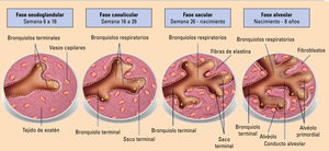 Maduración pulmonar durante el período fetal. Adaptada de Naranjo Gozalo S, et al1. Maduración pulmonar durante el período fetal. Adaptada de Naranjo Gozalo S, et al1.