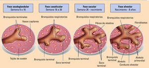 Maduración pulmonar durante el período fetal. Adaptada de Naranjo Gozalo S, et al1.