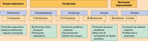 Desarrollo embrionario pulmonar. Adaptada de Naranjo Gozalo S, et al1. Desarrollo embrionario pulmonar. Adaptada de Naranjo Gozalo S, et al1.