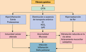 . Efectos de la disfunción de la proteína reguladora de la conductancia transmembrana (CFTR). Modificada de Olveira C, et al10. . Efectos de la disfunción de la proteína reguladora de la conductancia transmembrana (CFTR). Modificada de Olveira C, et al10.