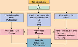 . Efectos de la disfunción de la proteína reguladora de la conductancia transmembrana (CFTR). Modificada de Olveira C, et al10.