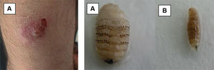 Fig. 5