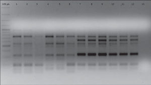 ERIC-PCR electrophoretic patterns of strains AC11 and HP12 and their isogenic strains derived after five successive i.p. passages. Lines 1, 2, 3, 4, 5, 6: strain AC11 P0, P1, P2, P3, P4, P5, respectively. Lines 7, 8, 9, 10, 11, 12: strain HP12 P0, P1, P2, P3, P4, P5, respectively. Line 13: negative control.